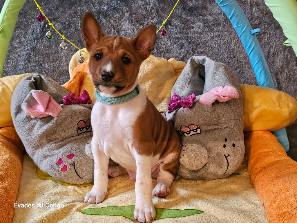 Des Evades Du Congo - Chiot disponible  - Basenji