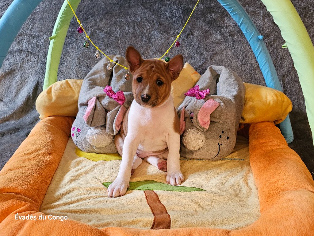 Des Evades Du Congo - Chiot disponible  - Basenji