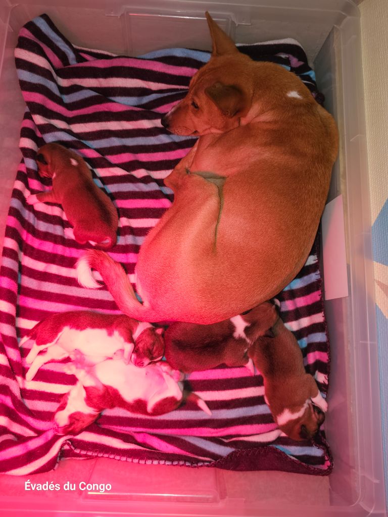 chiot Basenji Des Evades Du Congo