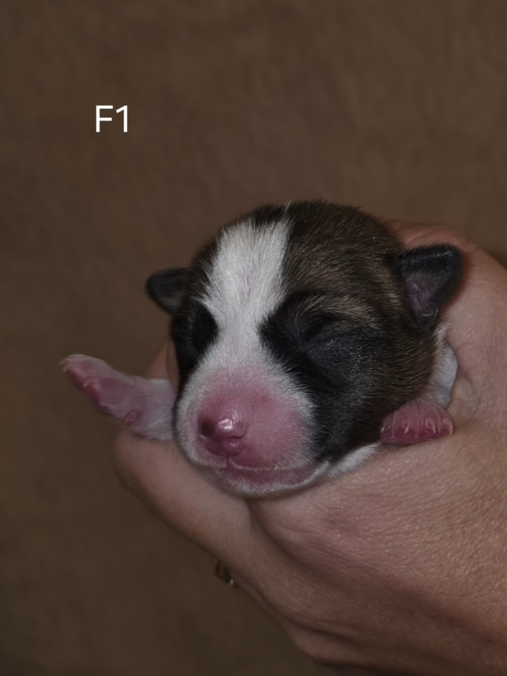 Des Evades Du Congo - Chiots disponibles - Basenji