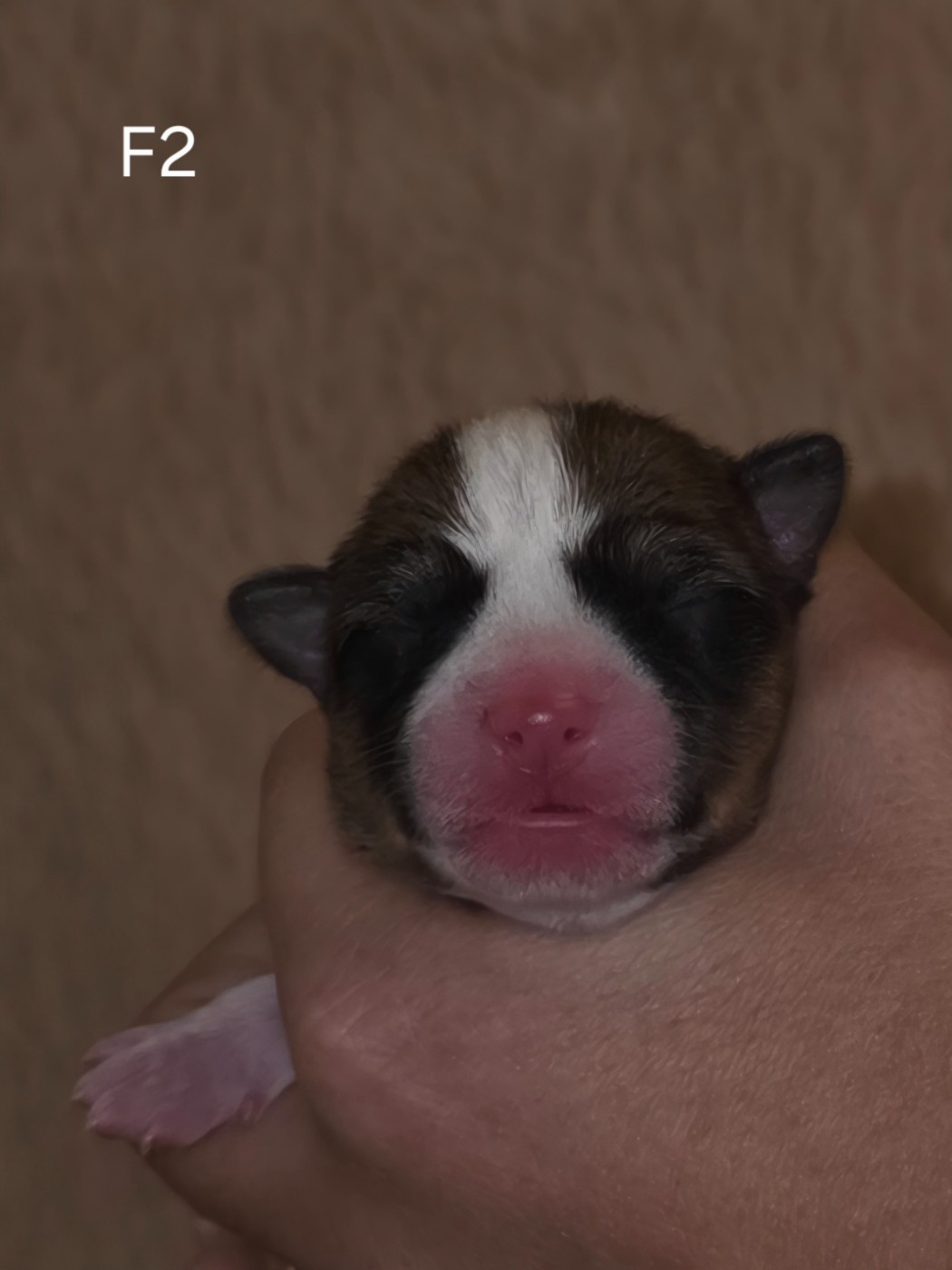 Des Evades Du Congo - Chiots disponibles - Basenji