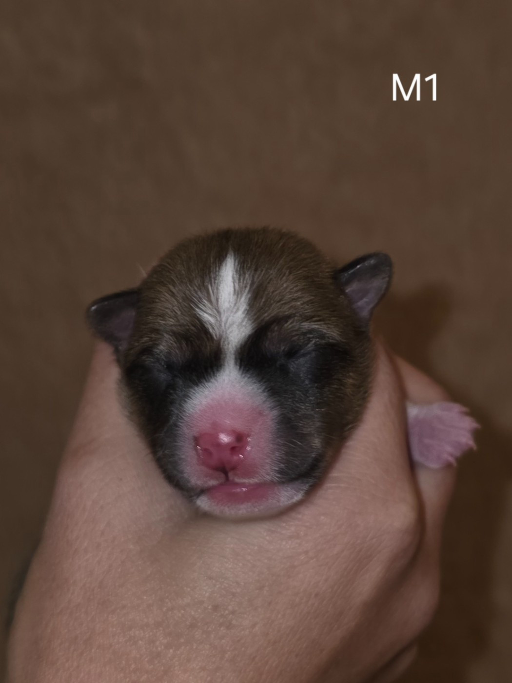 Des Evades Du Congo - Chiots disponibles - Basenji