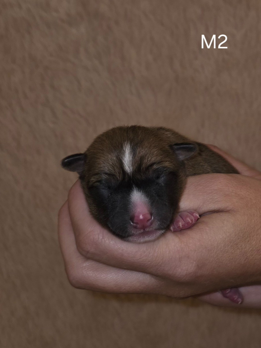 Des Evades Du Congo - Chiots disponibles - Basenji