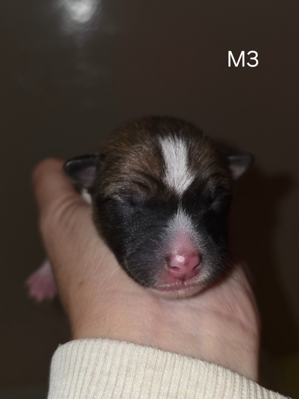 Des Evades Du Congo - Chiots disponibles - Basenji