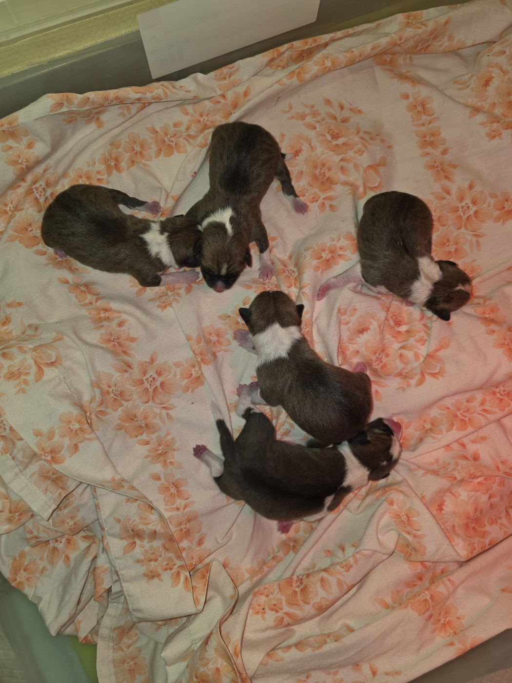 Chiot Basenji Des Evades Du Congo