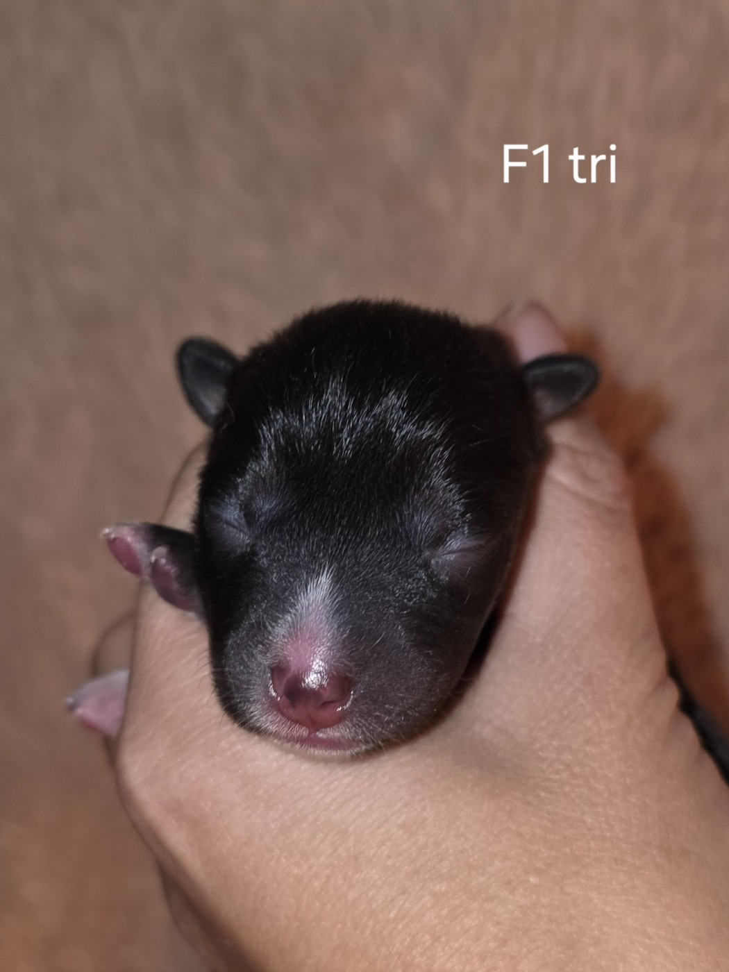 Des Evades Du Congo - Chiots disponibles - Basenji