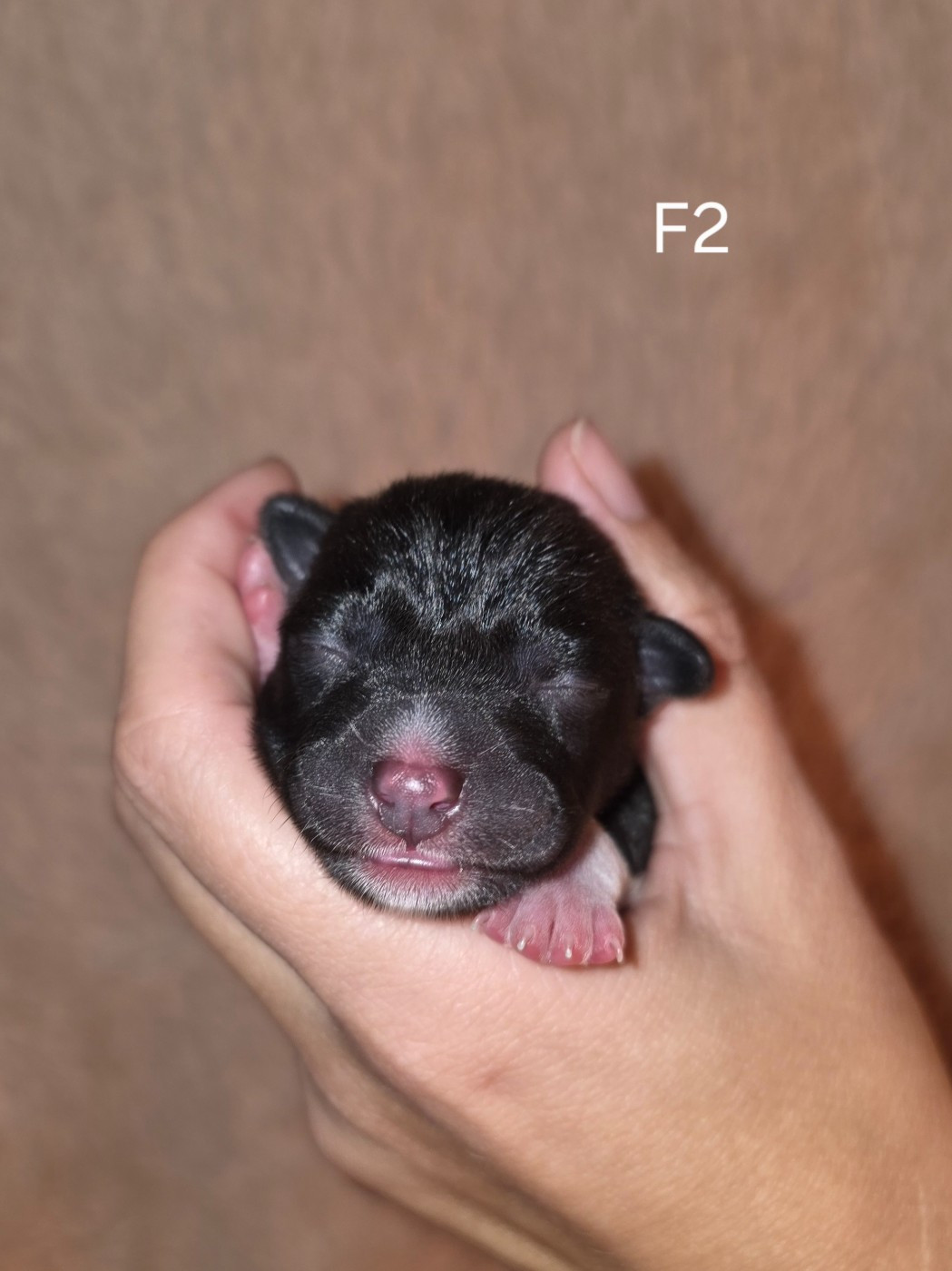 Des Evades Du Congo - Chiots disponibles - Basenji