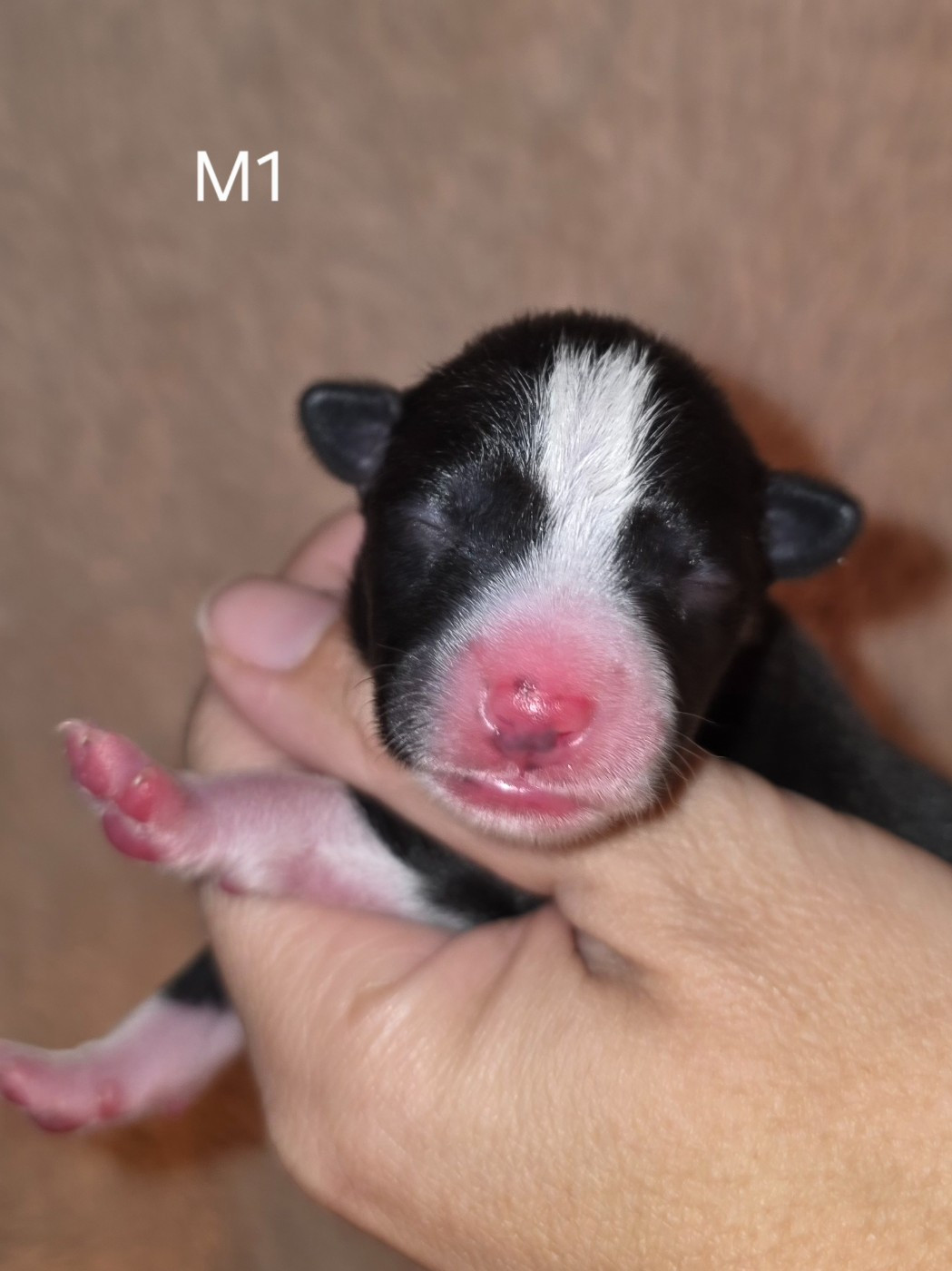 Des Evades Du Congo - Chiots disponibles - Basenji