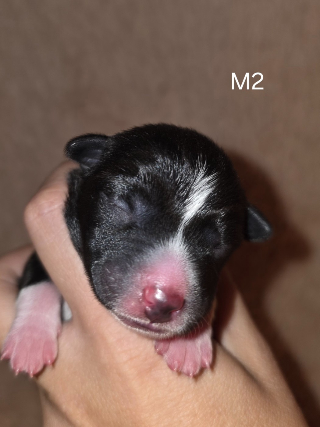 Des Evades Du Congo - Chiots disponibles - Basenji