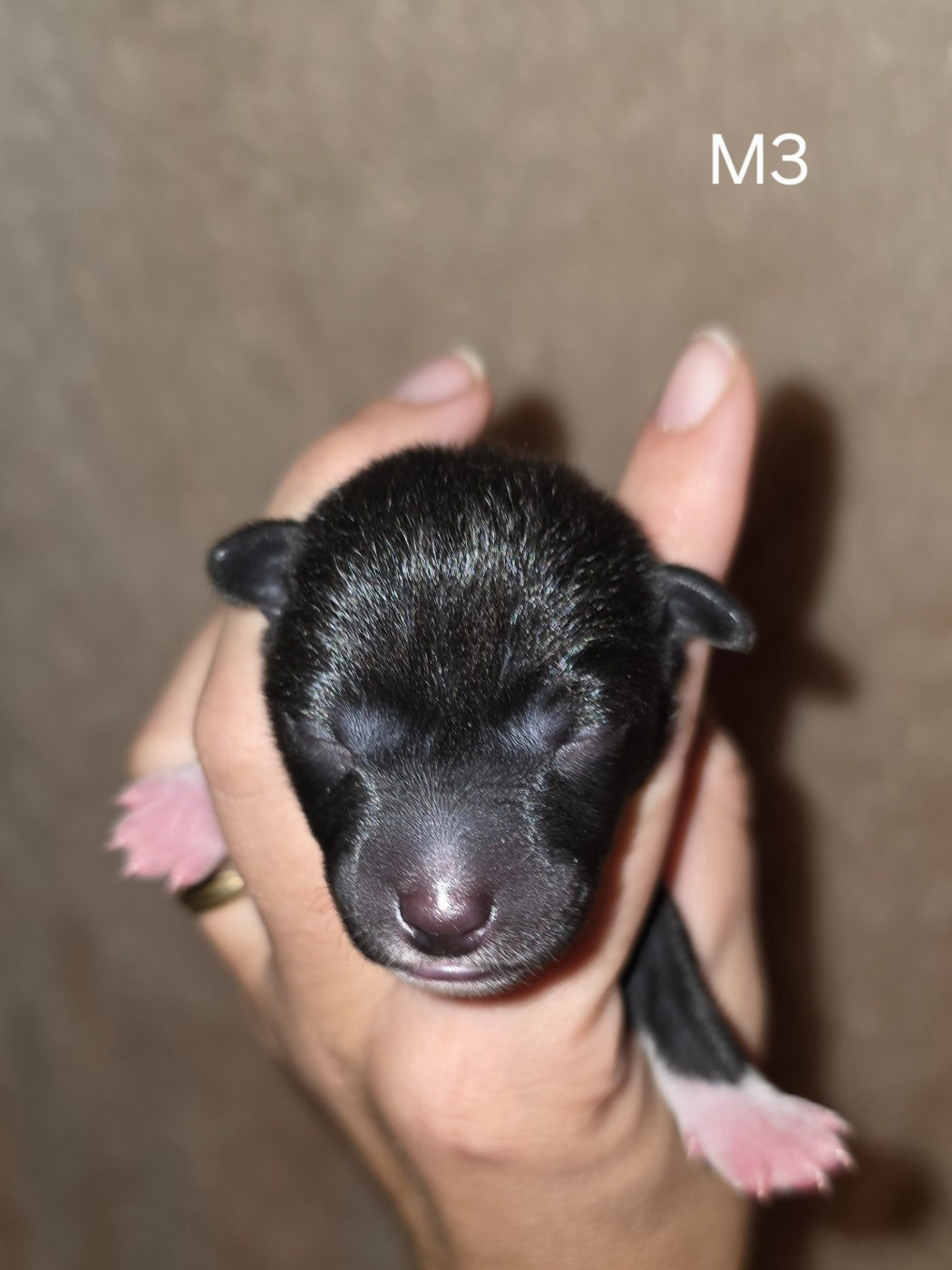 Des Evades Du Congo - Chiots disponibles - Basenji