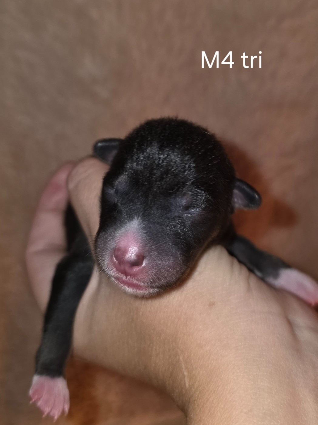 Des Evades Du Congo - Chiots disponibles - Basenji