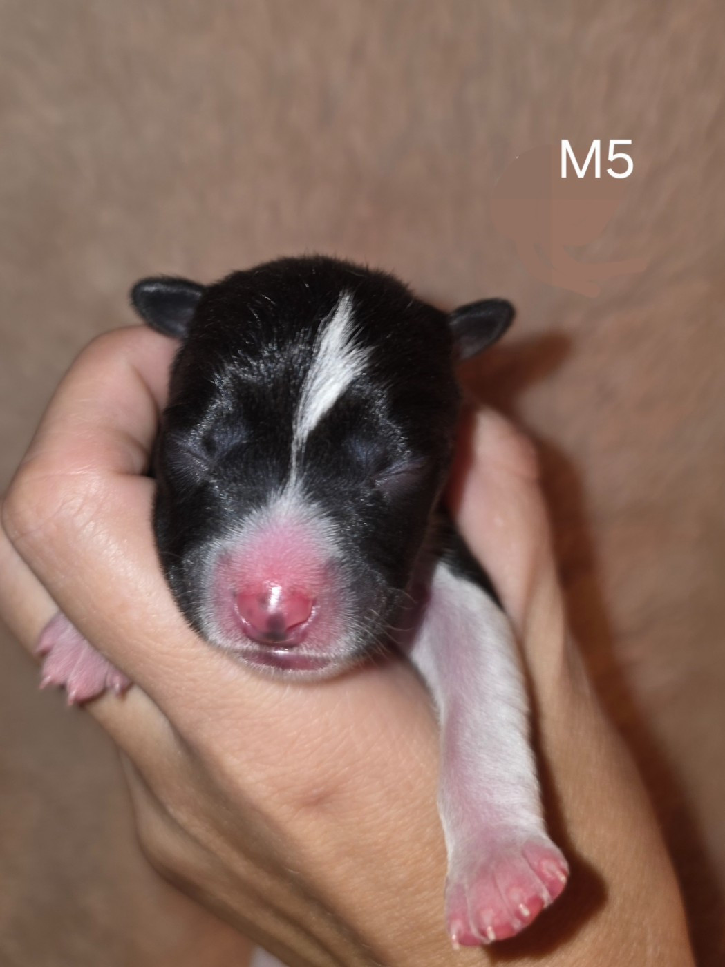 Des Evades Du Congo - Chiots disponibles - Basenji