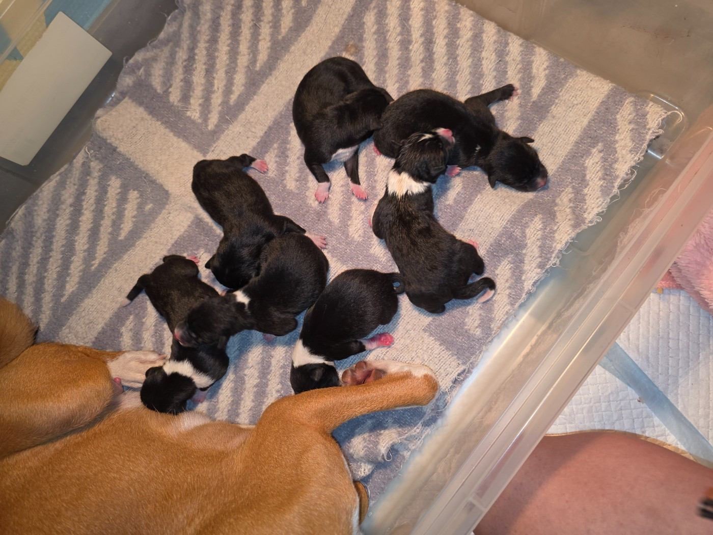 Des Evades Du Congo - Basenji - Portée née le 07/12/2025