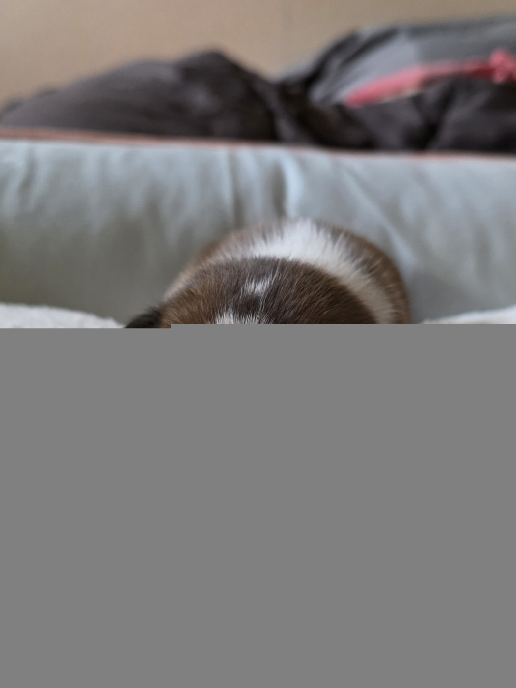 Des Evades Du Congo - Chiots disponibles - Basenji