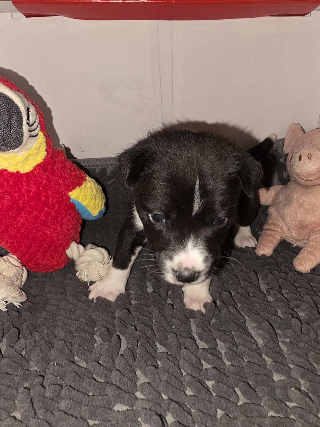 Des Evades Du Congo - Chiots disponibles - Basenji