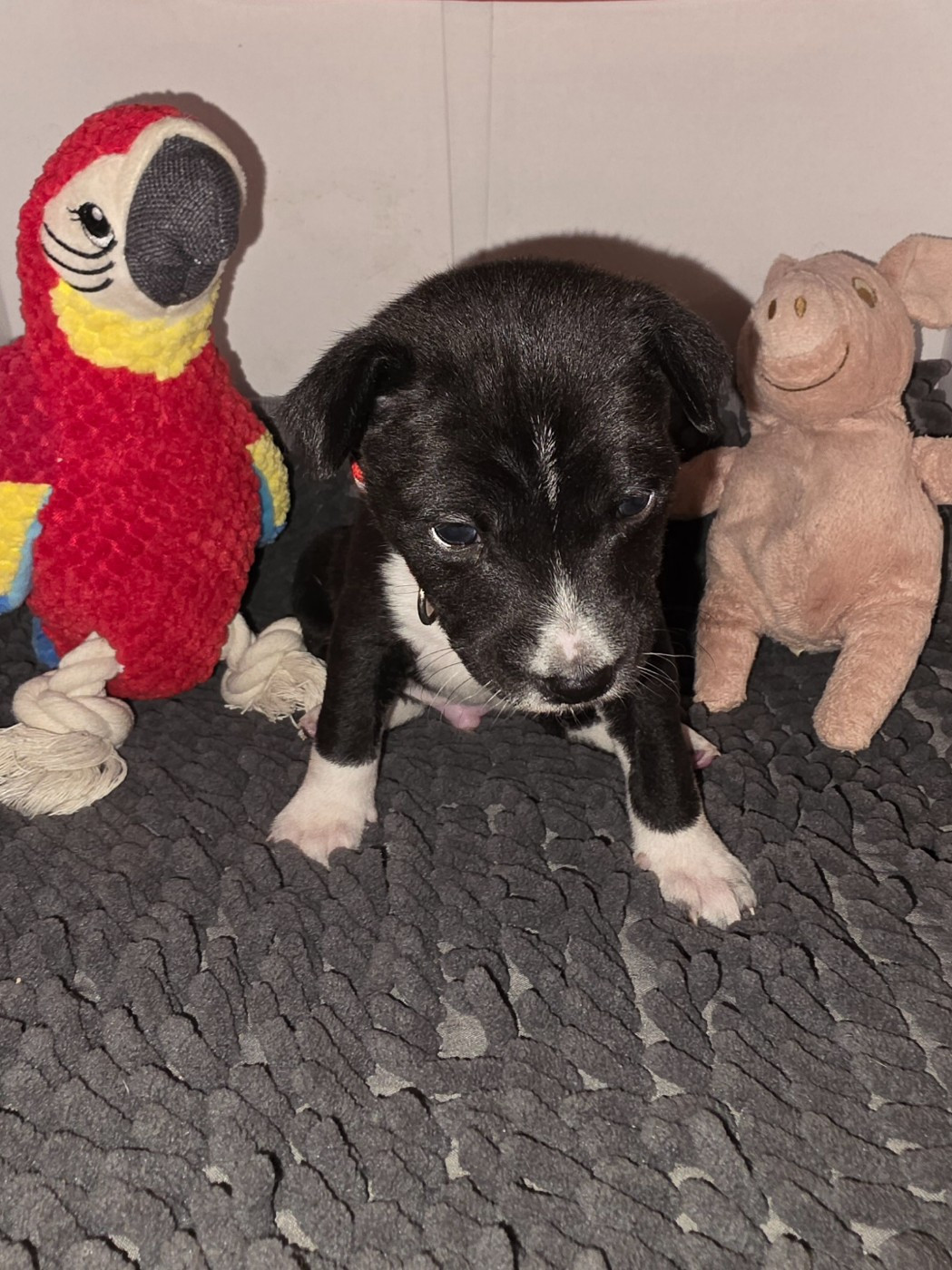 Des Evades Du Congo - Chiots disponibles - Basenji