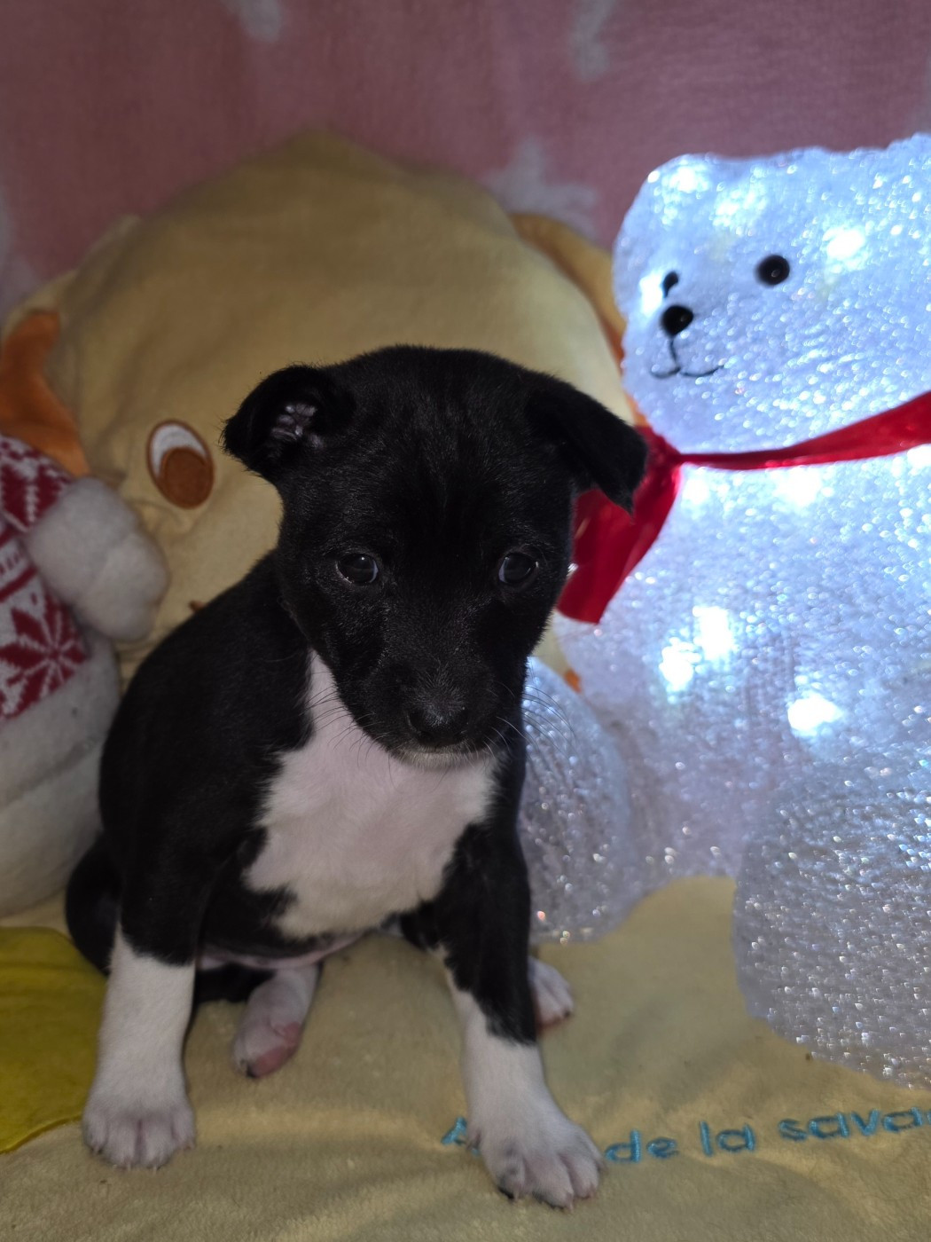 Des Evades Du Congo - Chiots disponibles - Basenji