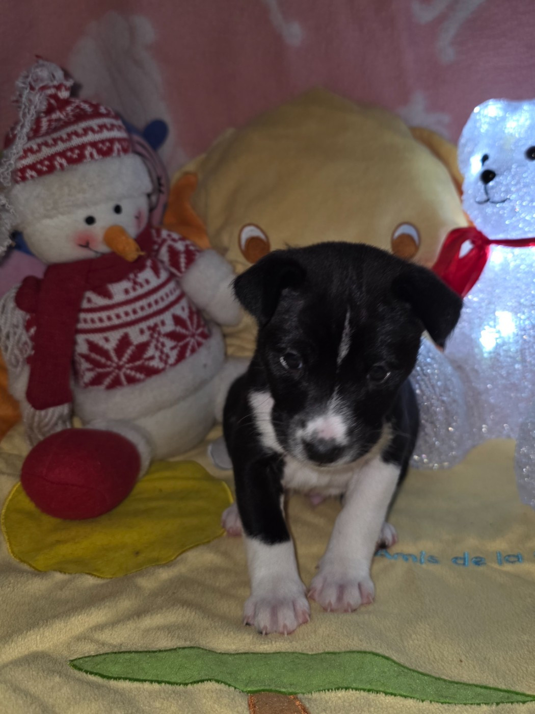 Des Evades Du Congo - Chiots disponibles - Basenji