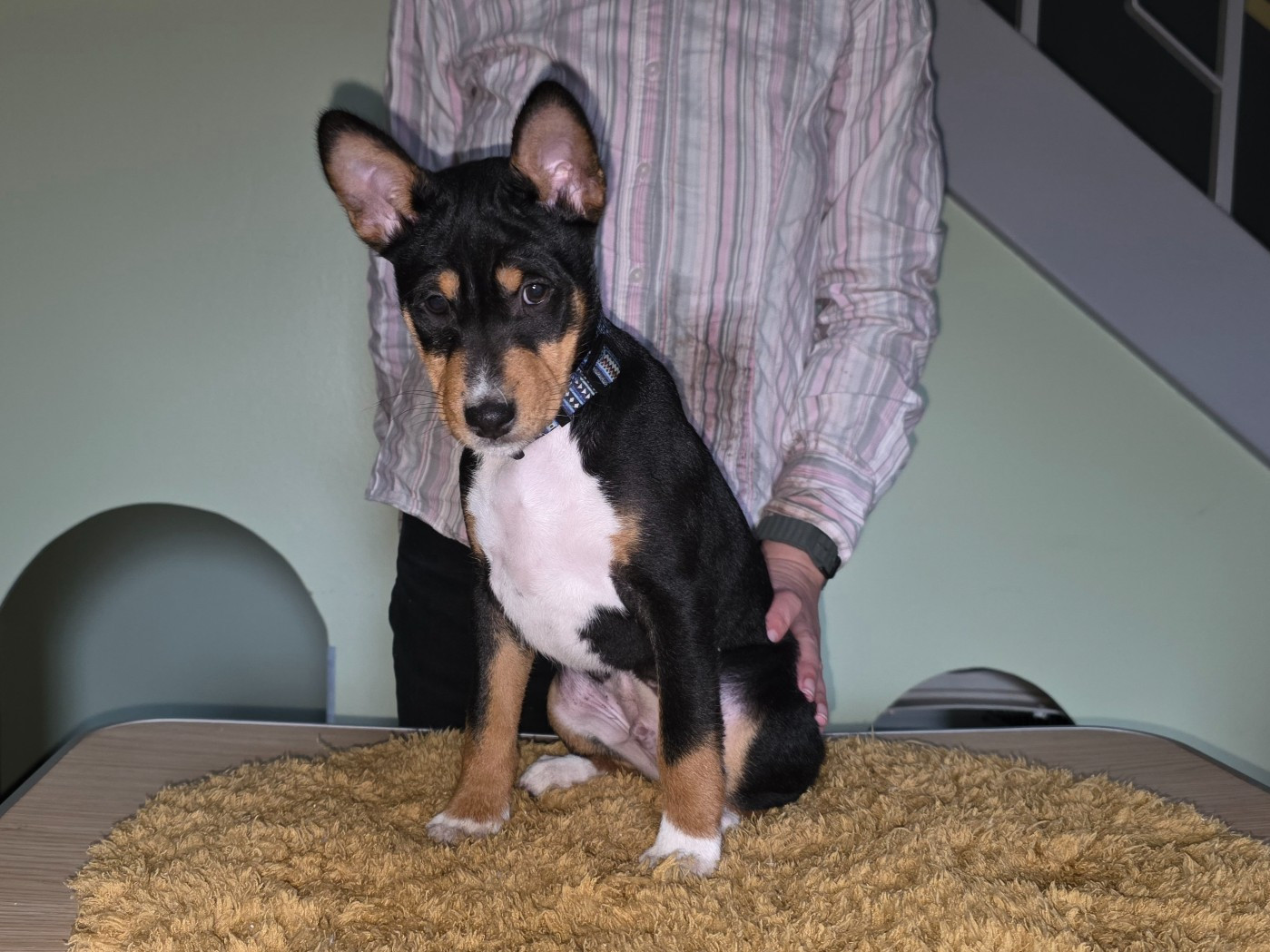 Des Evades Du Congo - Chiots disponibles - Basenji