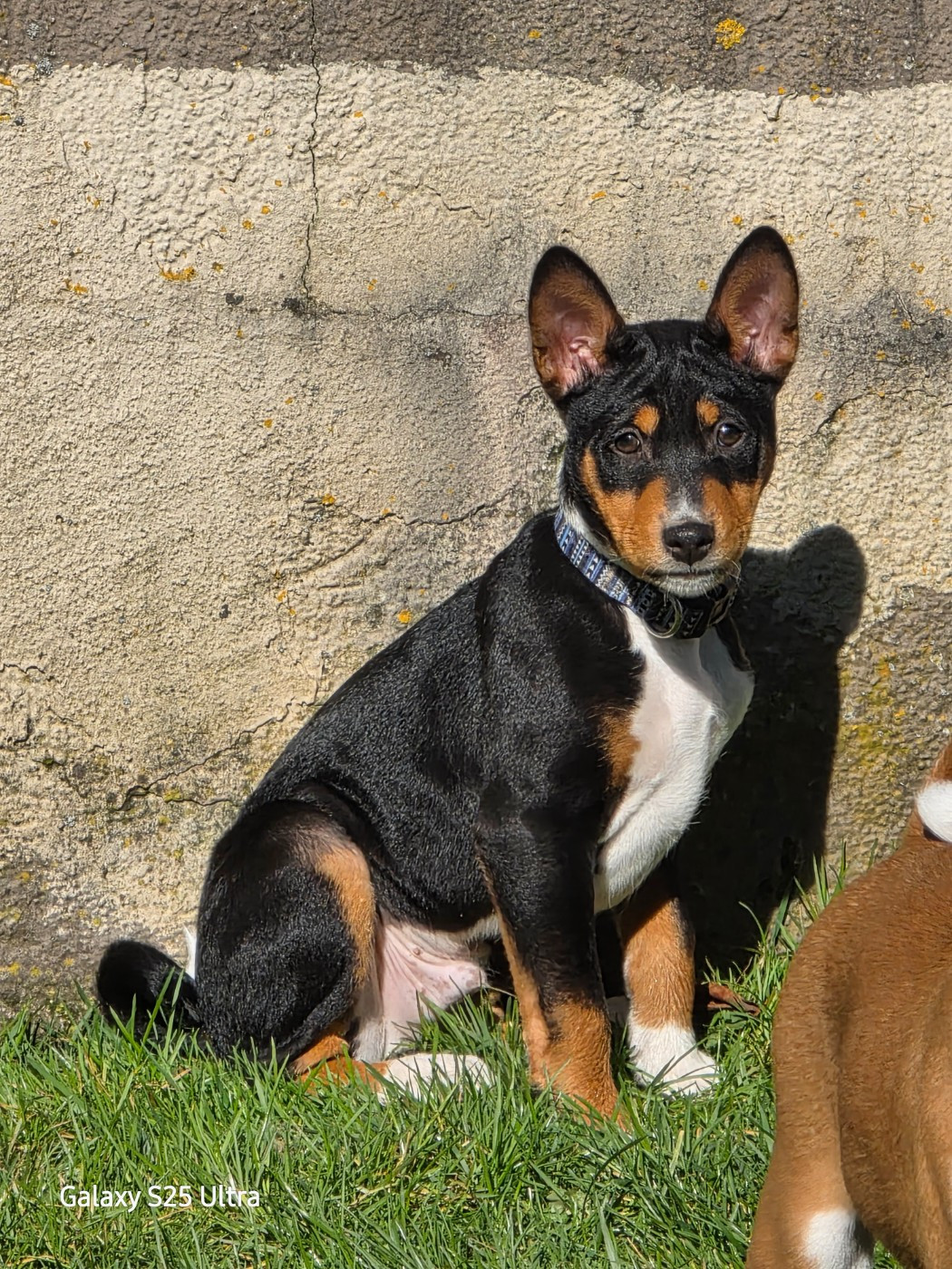 Des Evades Du Congo - Chiots disponibles - Basenji